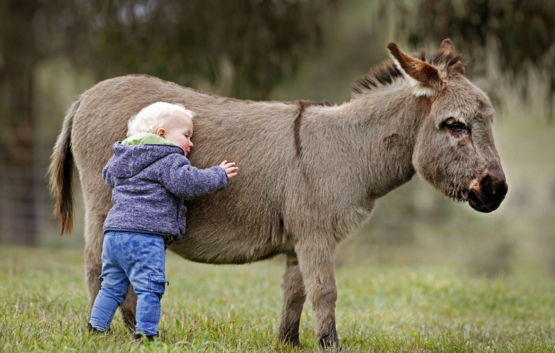 donkey love.png